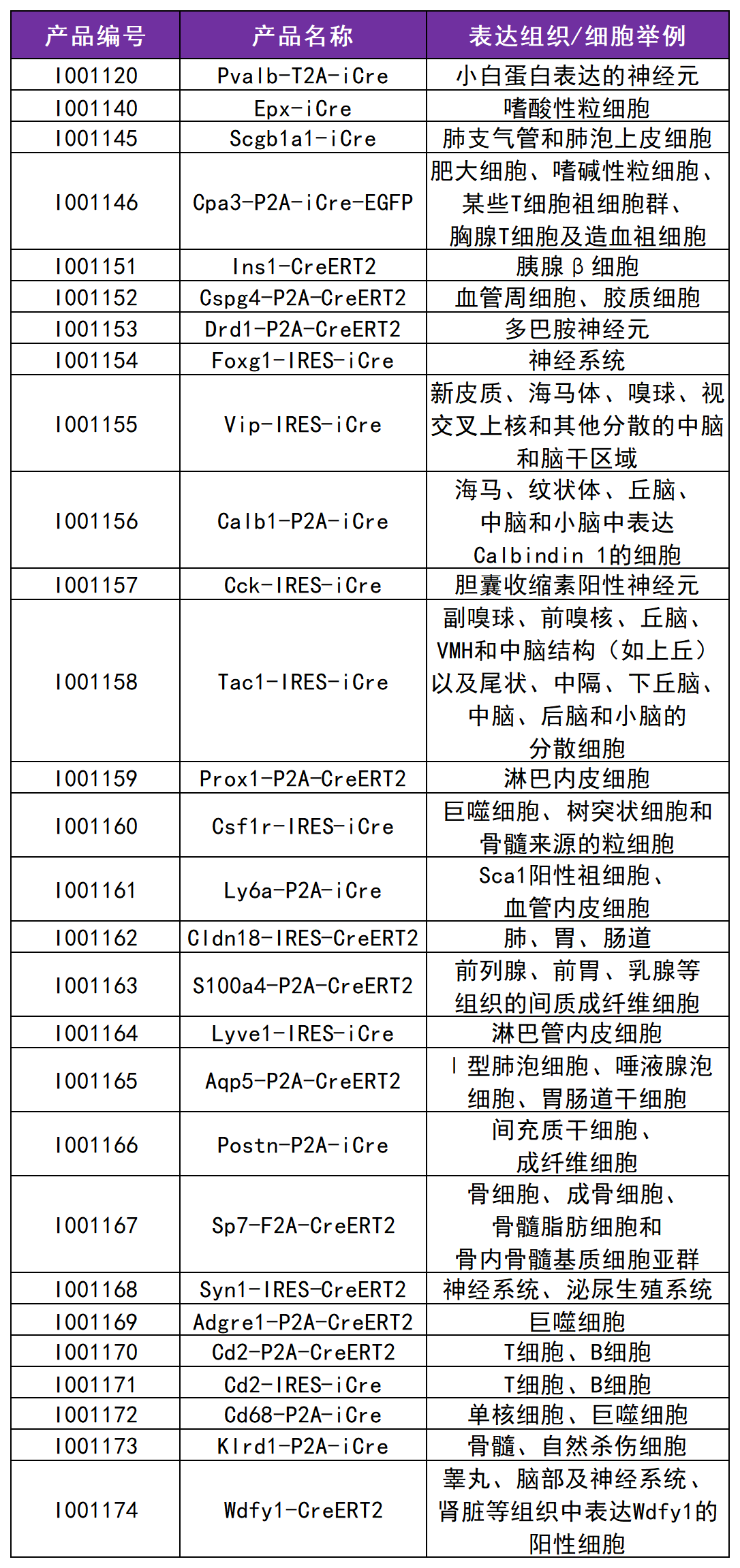 Stra8-P2A-ZsGreen1-T2A-Cre小鼠